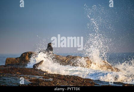 Kap Fell Dichtung lag auf Felsen. Wissenschaftlicher Name: Arctocephalus pusillus Pusillus. Wellen entlang der Küste aus Stein mit Spritzern. Südafrika. Dichtung Isl Stockfoto