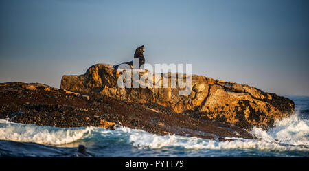 Kap Fell Dichtung lag auf Felsen. Wissenschaftlicher Name: Arctocephalus pusillus Pusillus. Wellen entlang der Küste aus Stein mit Spritzern. Südafrika. Dichtung Isl Stockfoto