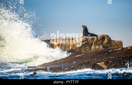 Kap Fell Dichtung lag auf Felsen. Wissenschaftlicher Name: Arctocephalus pusillus Pusillus. Wellen entlang der Küste aus Stein mit Spritzern. Südafrika. Dichtung Isl Stockfoto