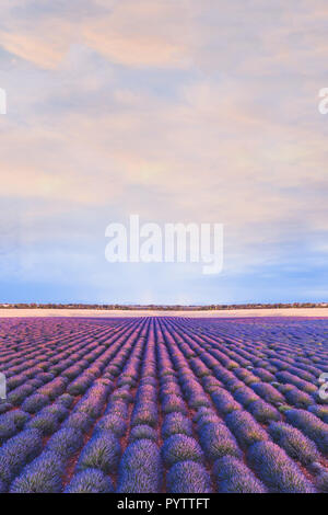 Bunte Landschaft, Lavendelfeld in der Provence, Frankreich, schöner Blick in die Natur mit lila Blüten, vertikal Stockfoto