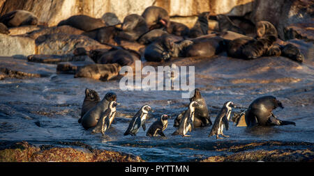 Afrikanische Pinguine auf Seal Island. Dichtungen Kolonie auf dem Hintergrund. African Penguin, Spheniscus demersus, auch als die Brillenpinguine und schwarz-foo bekannt Stockfoto