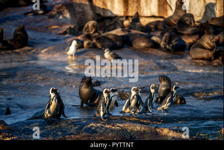 Afrikanische Pinguine auf Seal Island. Dichtungen Kolonie auf dem Hintergrund. African Penguin, Spheniscus demersus, auch als die Brillenpinguine und schwarz-foo bekannt Stockfoto