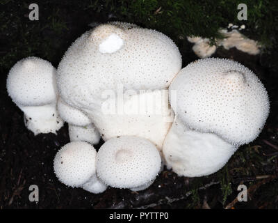Junge gewöhnliche Puffballpilze (Lycoperdon perlatum), die in einem Wald wachsen; Staat Washington, USA Stockfoto