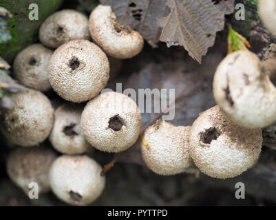 Reife gewöhnliche Puffballpilze (Lycoperdon perlatum) zerstreuen Sporen Stockfoto