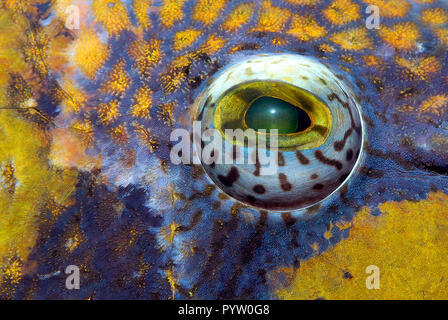 Auge Detail eines riesigen drückerfische oder Titan Drückerfisch (Balistoides Viridescens), Hurghada, Ägypten Stockfoto