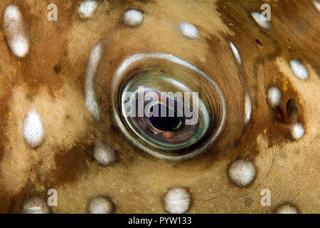 Auge Detail eines Whitespotted Puffer oder Beringt Puffer (Arothron hispidus), Insel Bali, Indonesien Stockfoto