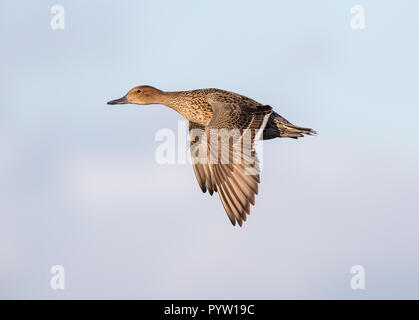 Detaillierte, Seitenansicht Close up: wild weiblichen nördlichen pintail Duck (Anas acuta) im Flug nach links Position, Flügel nach unten streichen. Pintail Henne im Sonnenlicht. Stockfoto