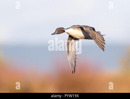 UK North Pintail drake (Anas acuta) isoliert in der Luft Flug links fliegen, Flügel ausgebreitet in goldenen Stunde Winterlicht. Stockfoto