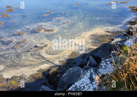 Abschaum schwimmend auf Loch Oberfläche in der Marina am Craobh Haven Stockfoto