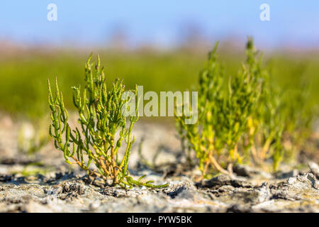 Genießbare Gemeinsame glassworth (Salicornia europaea) auf saltmarsh im niederländischen Wattenmeer Stockfoto