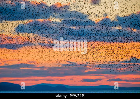 Aberystwyth Wales UK, 30.10.2018. UK Wetter: Wie die Sonne auf klaren, kalten, sonnigen Oktober täglich Zehntausenden winziger Stare fliegen im dichten bin urmurations" oben im Himmel Aberystwyth, bevor sie im Sturzflug für die Nacht auf den Wald von Gusseisen Beine unter viktorianischen Badeort der Stadt Anziehung zu Roost. Aberystwyth ist einer der wenigen städtischen Quartieren im Land und zieht Menschen aus der ganzen UK, Zeuge der spektakulären nächtlichen zeigt. Photo Credit: Keith Morris/Alamy leben Nachrichten Stockfoto