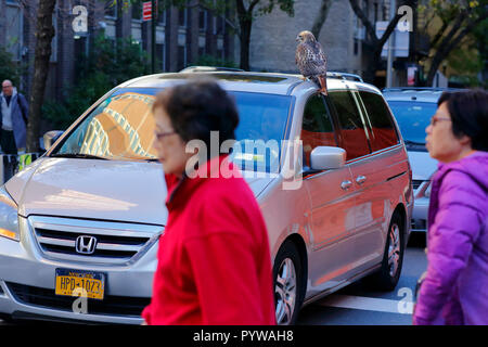 New York City, USA. 30 Okt, 2018. New Yorker scheinen von der Beobachtung eines Red tailed Hawk auf ein Auto in Manhattan. Die kranken, möglicherweise verletzt Hawk nach der Landung auf dem Bürgersteig, und Kriechen auf ein Auto. Stockfoto