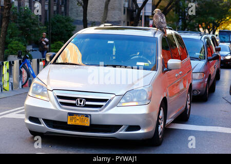 New York City, USA. 30 Okt, 2018. Ein krankes, möglicherweise verletzt Red tailed Hawk auf ein Auto auf der E 25 St und Second Ave in Manhattan thront. Stockfoto