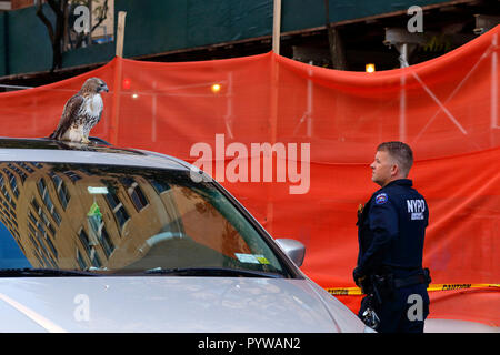 New York City, USA. 30 Okt, 2018. Notdienste Polizei Personal, und ein rotes tailed Hawk, jeder des anderen Absichten. Stockfoto