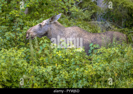 Weibliche Elche oder Elch (Alces alces) Nahrungssuche auf Blätter in Büschen von Naturschutzgebiet Glaskogen Schweden Stockfoto