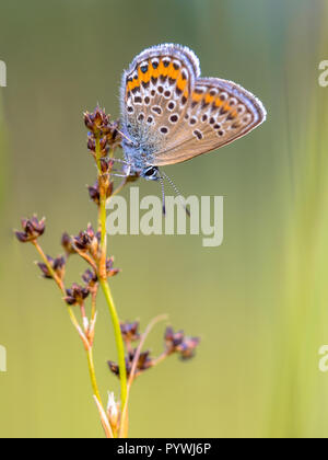 Weibliche Silber - verzierte Blau (Plebejus argus) Schmetterling Vorbereitung für die Nacht auf Scharfe-blühenden Rush (Juncus acutiflorus) im natürlichen Lebensraum Stockfoto