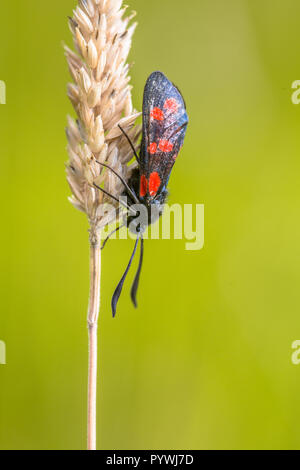 Six-spot Burnet (Zygaena Filipendulae) auf grünem Hintergrund. Dies ist ein Tag - Fliegen aus der Familie Zygaenidae. Stockfoto