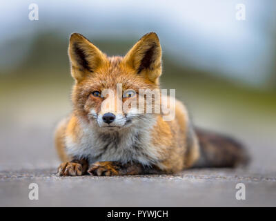 Ruhenden Europäischen Red Fox (Vulpes vulpes) auf dem Boden liegen. Rote Füchse sind anpassungsfähig und opportunistische Allesfresser und sind in der Lage, erfolgreich Trade Boxes Stockfoto