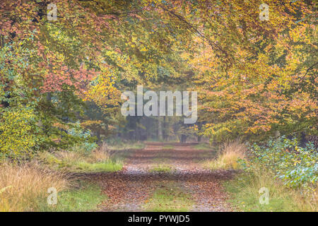Herbst Lane mit gelben Blätter Buche (Fagus sylvatica) in Drenthe Niederlande Stockfoto