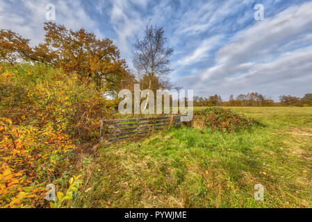 Herbst Landschaft mit gelben Blätter in den Bäumen in Drenthe, Niederlande Stockfoto