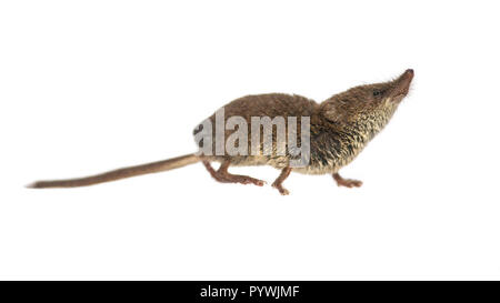 Eurasischen pygmy Waldspitzmaus (Sorex Minutus) bis Suchen auf weißem Hintergrund Stockfoto