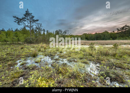 Moor fen auf Ontwijk Immobilien Naturschutzgebiet in Friesland, Niederlande Stockfoto