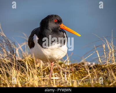 Eurasische auch bekannt als die Gemeinsame pied Austernfischer (Haematopus ostralegus) wader Vogel Fisher von Fisch und Schalentieren mit nistplätze in der Nähe der Wadd Stockfoto