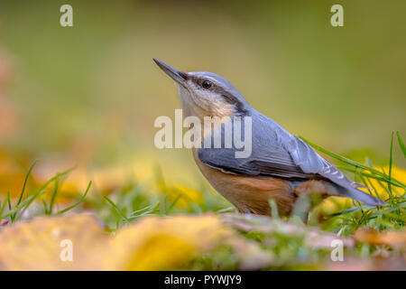 Eurasischen Kleiber (Sitta europaea) im Hinterhof Rasen mit Blättern im Herbst Farben Stockfoto