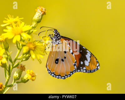 Plain Tiger oder Afrikanische Monarchfalter (Danaus chrysippus) trinken Nektar während auf gelbe Blume gehockt Stockfoto