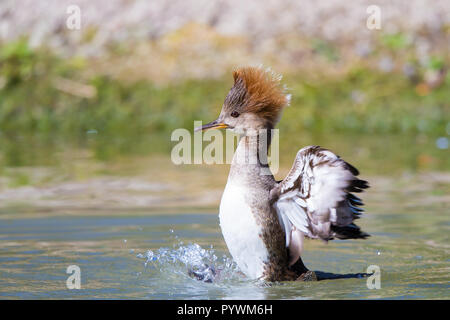 Detailreiche Nahaufnahme der weiblichen Kapuzenschwänzchen-Ente (Lophodytes cucullatus), die im Wasser spritzt, Flügel flattert, Kopfkamm angehoben. Stockfoto