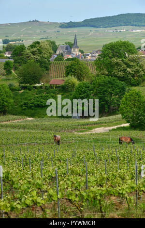 Rilly-la-Montagne (nord-östlichen Frankreich). Überblick über das Dorf, die Kirche Saint-Nicolas (St. Nikolaus) und die umliegende Landschaft im Frühjahr Stockfoto
