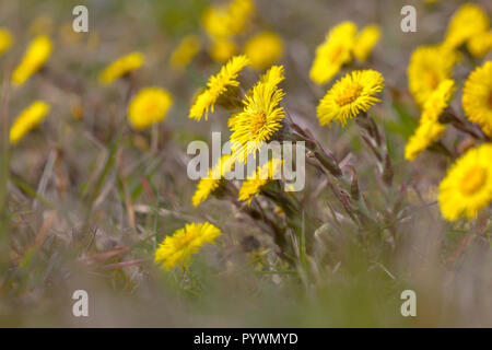 Gelb Frühling Blumen Huflattich (Tussilago farfara), eine der ersten blühen im Frühling. Stockfoto