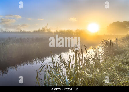 Hazy Sonnenaufgang über Fluss in Niederländisch countriside mit Breitblättrigem cattail (Typha latifolia) am Ufer in den Vordergrund. Stockfoto