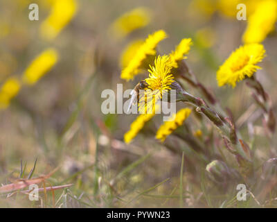 Gelb Frühling Blumen Huflattich (Tussilago farfara), eine der ersten blühen im Frühling. Stockfoto