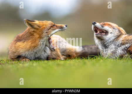 Zwei Knurren Europäischen roten Fuchs (Vulpes vulpes) liegen im Gras. Das häufigste wild Mitglied des Carnivora, über die gesamte Northe Stockfoto