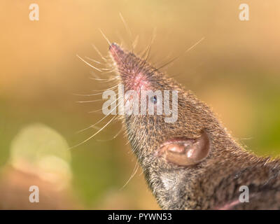 Mehr Weiß - gezahnte Spitzmaus (Crocidura psathyrella) zeigen die Nase in der Luft und das Riechen für Gefahr Stockfoto