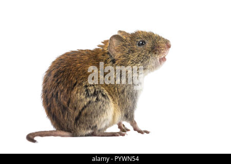 Seitenansicht der wilden Bank vole Maus (Myodes Glareolus) sitzen auf die Hinterbeine und schaut auf weißem Hintergrund Stockfoto