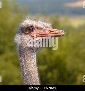 Portrait eines afrikanischen Strauß in natürlicher Umgebung. Der Strauß oder gemeinsamen Strauß (Struthio camelus) ist entweder ein oder zwei Arten von großen Flugunfähigen b Stockfoto