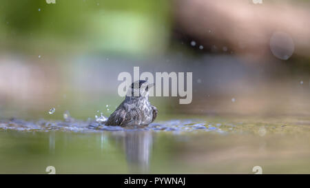 Eurasischen mönchsgrasmücke (Sylvia atricapilla) baden, während Wasser Tropfen herum sind Spritzwasser Stockfoto