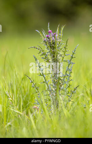 Marsh Thistle (Cirsium palustre). Hohe Thistle mit kleinen violetten Blüten. Cirsium palustre ist im Großen und Ganzen während viel von Europa und eastwa verteilt Stockfoto