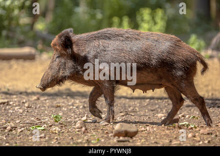 Weibliche Wildschwein (Sus scrofa) zu Fuß in einer Lichtung im Wald Stockfoto