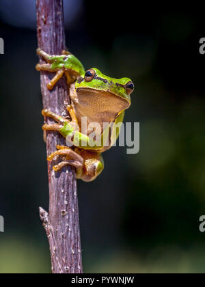 Laubfrosch (Hyla arborea) Klettern in einem Baum mit dunklen Hintergrund Stockfoto