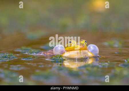 Quaken Wasserfrosch (Pelophylax Lessonae) in einer fen mit viel Vegetation Anfang Juni Stockfoto