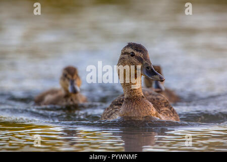 Mutter Stockente (Anas platyrhynchos) mit zwei Küken schwimmen im Wasser unter der Sonne Stockfoto