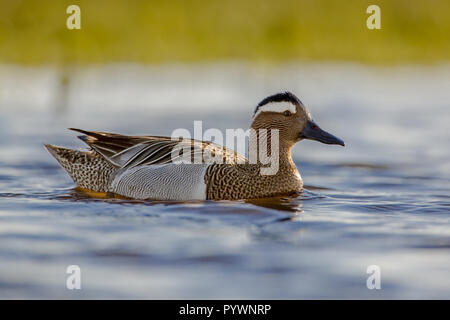 Männliche Ente Krickente (Anas querquedula) in der Morgensonne. Dies ist ein kleines Dabbling Duck. Sie brütet in Europa und Westasien. Stockfoto