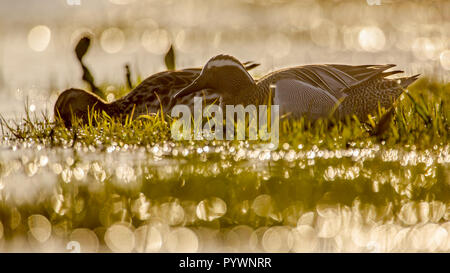 Beleuchtete paar Krickente (Anas querquedula) in der Morgensonne. Dies ist ein kleines Dabbling Duck. Sie brütet in Europa und Westasien. Stockfoto