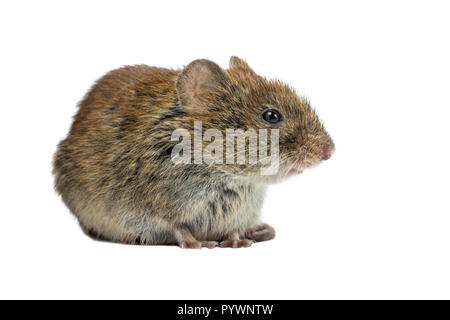 Wild Bank vole Maus (Myodes Glareolus) sitzen auf vier Beinen von der Seite auf weißem Hintergrund Stockfoto