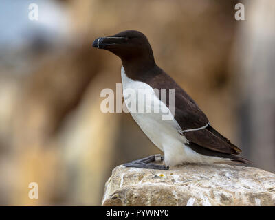 Tordalk (Alca torda) auf Felsen in der Brutkolonie auf die Farne Islands, Großbritannien thront Stockfoto