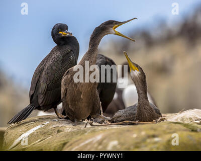 Zwei Kinder Krähenscharben (Phalacrocorax aristotelis) Betteln auf ihrem Nest. Mutter ist gerade im Hintergrund. Stockfoto