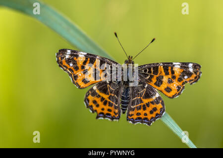 Schönen wilden Karte Schmetterling (Araschnia levana) - auf einem Grashalm. Die Karte ist insofern ungewöhnlich, als seine zwei jährliche brütet sehr unterschiedlich aussehen. Stockfoto